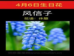 4月6日生日-花风信子