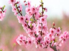 八字命理中的桃花