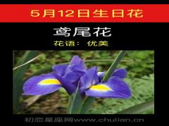 5月12日生日花-鸢尾花
