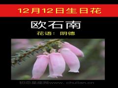 12月12日生日花-欧石南