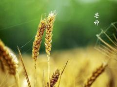 2020芒种前一天是吉日？芒种后第一个丙日是什么意思？