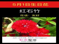 5月1日生日花-红石竹