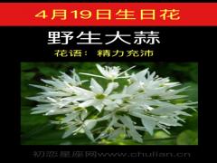 4月19日生日花-野生大蒜