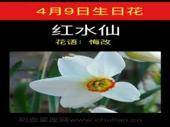 4月9日生日花-红水仙