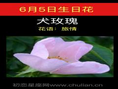 6月5日生日花-犬玫瑰