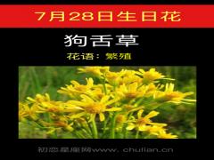 7月28日生日花-狗舌草