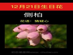 12月21日生日花-侧柏