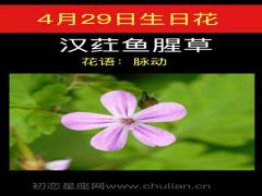 4月29日生日花-汉荭鱼腥草