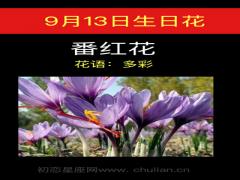 9月13日生日花-番红花