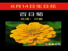 8月14日生日花-百日菊
