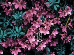 夏至有什么特点？夏至前一个节气是芒种吗？