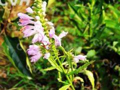 1月20日生日花-野荨麻花
