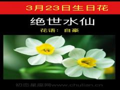 3月23日生日花-绝世水仙