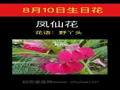8月10日生日花-凤仙花