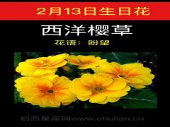 2月13日生日花-西洋樱草