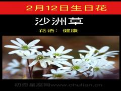 2月12日生日花-沙洲草