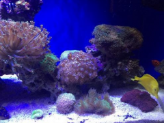 12月10日诞生石-珊瑚