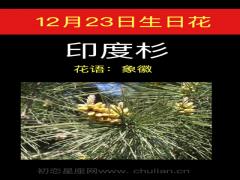 12月23日生日花-印度杉