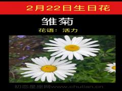 2月22日生日花-雏菊