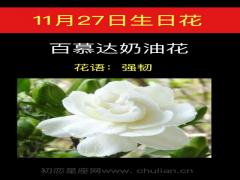 11月27日生日花-百慕达奶油花
