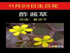 11月23日生日花-酢酱草