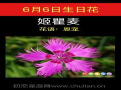 6月6日生日花-姬瞿麦