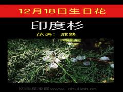12月18日生日花-印度杉
