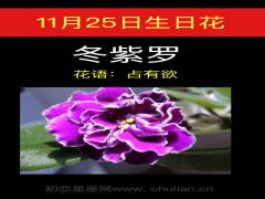 11月25日生日花-冬紫罗