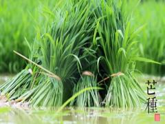 芒种节气前后宜种什么植物？2020芒种日子好不好？