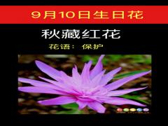 9月10日生日花-秋藏红花