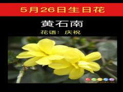5月26日生日花-黄石南
