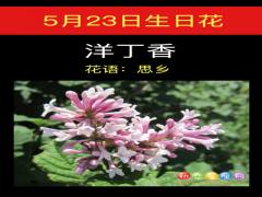 5月23日生日花-洋丁香