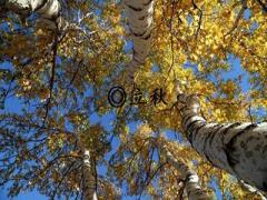 立秋是传统节日还是节气？立秋要做什么？