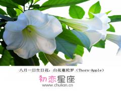 生日花语·八月
