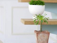 怎样可以转运招财-家居绿植便可转运！
