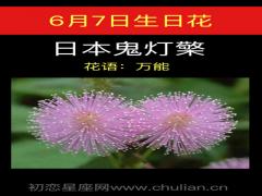 6月7日生日花-日本鬼灯檠