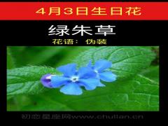 4月3日生日花-绿朱草