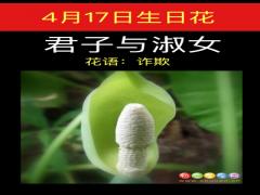 4月17日生日花-君子与淑女