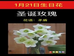 1月21日生日花-圣诞玫瑰