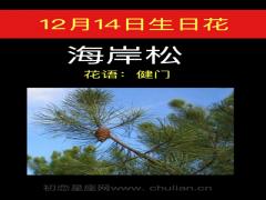 12月14日生日花-海岸松