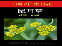 3月2日生日花-鼠耳草