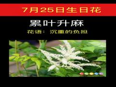 7月25日生日花-累叶升麻