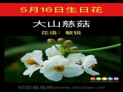 5月16日生日花-大山慈菇