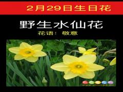 2月29日生日花-野生水仙花