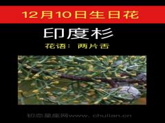 12月10日生日花-印度杉