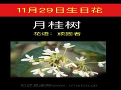 11月29日生日花-月桂树