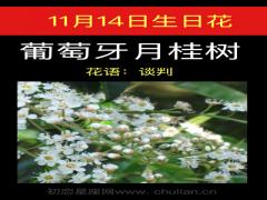11月14日生日花-葡萄牙月桂树