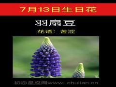 7月13日生日花-羽扇豆