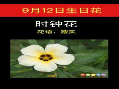 9月12日生日花-时钟花