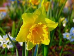 2月9日生日花-黄水仙
